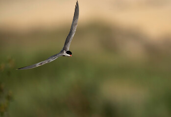 Fototapeta na wymiar White-cheeked Tern flying at Buhair lake, Bahrain