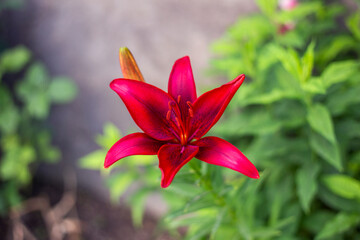  one beautiful red flower in garden