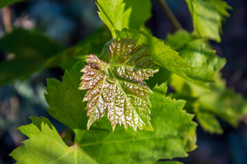 pine cones on a branch