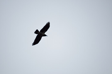 birds in flight