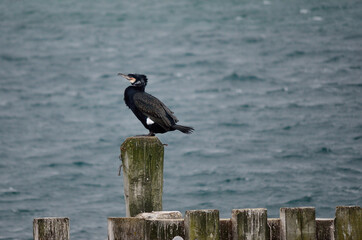 cormorant birds on pier