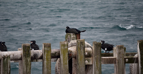 cormorant birds on pier