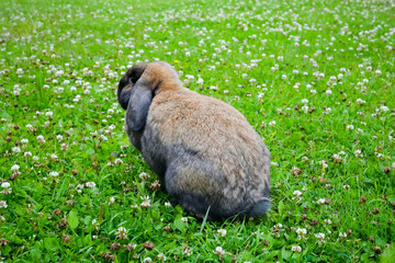 rabbit on a walk