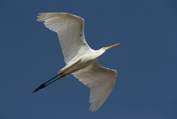 Naklejka premium Closeup of a Great Egret flying at Buhair lake, Bahrain
