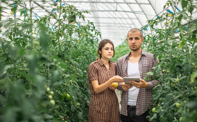 Young scientists working on a tomato greenhouse farm. Compare the data in the tablet. Work on an...
