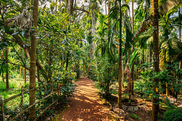 Goa, India. View Of Road Lane Path Way Surrounded By Tropical Green Vegetation And Bamboo Trees In Sunny Day. Park Landscape