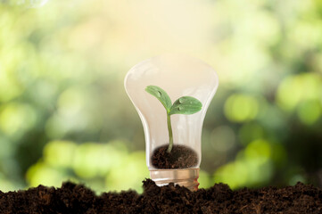 green sprout in the light bulb