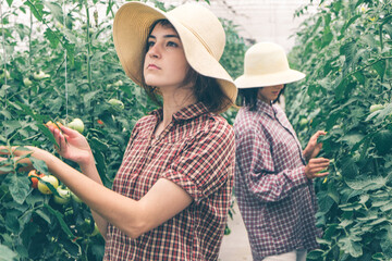 Two girls working on a tomato farm greenhouse. Work on an organic farm. © Tasty Content 