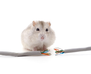 Hamster biting a cable.