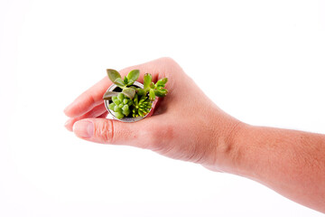 Hand holding a delicate and cute succulent vase made of coffee capsule over white background.