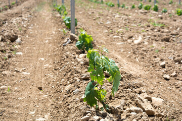 Grape seedlings