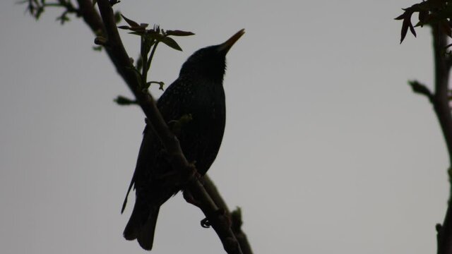 Starling on a tree branch at night.