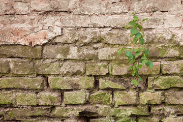 A peeling brick wall with cracks and a growing young birch tree. A decaying abandoned old building and a sprouting plant