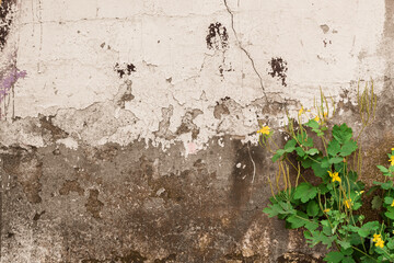 Peeling gray-white wall with cracks and celandine with yellow flowers. Crumbling plaster of an abandoned building and a sprouting plant