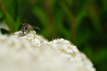 Insect on a white flowers in macro on a green background. Sringtime. Poland.