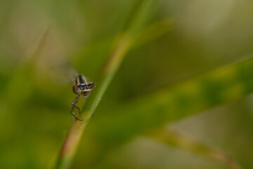 Dragonfly hidden behind a grass stalk in macro on a green background with an empty blank on the right and at the top.