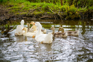 geese in the pond