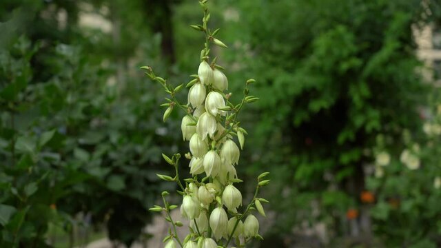 Yucca gloriosa is a species of shrub belonging to the Agavaceae family popularly known as Spanish Dagger, Chamagra of Peru, Hawthorn of Cuba, Pita, Yucca or bright Yucca.