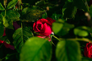 red rose on a green background