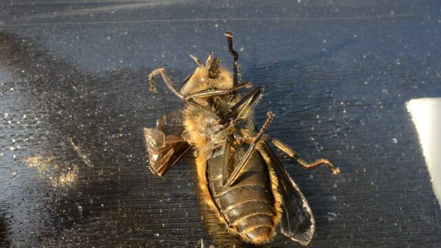 gadfly stuck on fly paper 