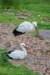 Two White Storks resting ( Ciconia ciconia )	