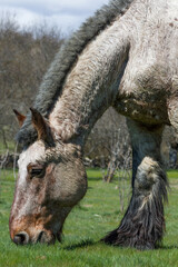 Fototapeta premium Vertical shot of a Belgium draft horse with short mane grazing in a vivid green meadow. 