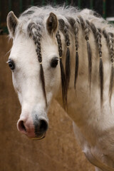 Grey and white pony with braids in his mane looking at camera.
