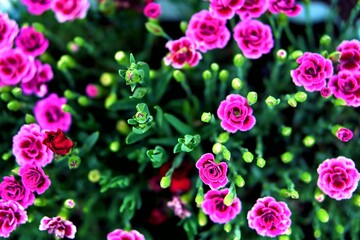 ogród kwiaty kolory pasja 