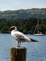 A brown headed gull with a sailing boat on the background in Waterhead, Ambleside, Lake District, Cumbria, England, UK.