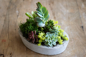 To view of florarium vase with succulent plants in a concrete pots over wooden table. Small garden with miniature and decorative plants. Home indoor plants.