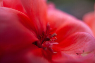 red flower3