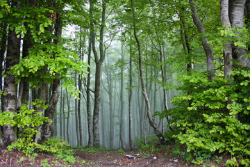 forest of beech trees in the mist of the fairy fog
