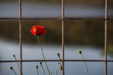 Red poppies under barbed rusty wire on a blurred background at sunny day