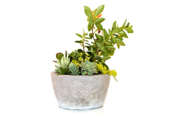 Decorative succulent plants. Isolated on white background. Succulent arrangement in a concrete vase,
