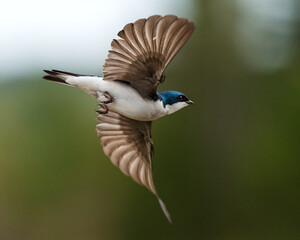 Swallow Bird Stock Photos.  Swallow bird flying displaying its spread wings, body, beak, eye, head, feet, wings, tail with a blur background.