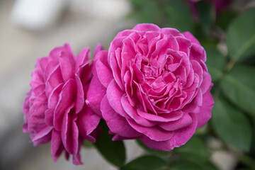 Large, fully opened flowers of the rose. An intense pink color. Postcard, background, texture.