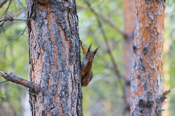 Obraz premium Red squirrel on a tree trunk. Animal in the wild.