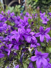 purple flowers in the garden