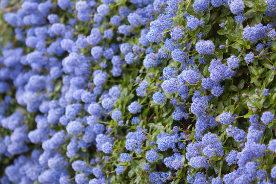 Beautiful bed of blooming Californian lilac flowers (Ceanothus thyrsiflorus repens). Shallow depth of field.