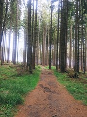 Wanderung im Wald - Harz - Brocken