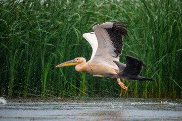 Pelicans in Danube Delta, Romania