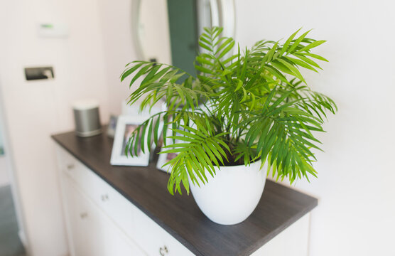 A potted plant  Chamaedorea elegans in a white vase