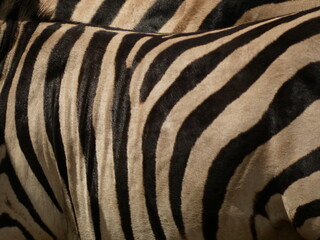 Zebra striping pattern - close up of black and white stripes