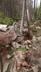 Wanderung im Wald - Harz - Brocken