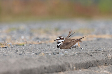 Killdeer faking injury