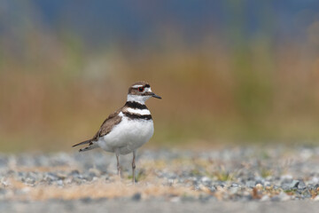 Killdeer plover bird