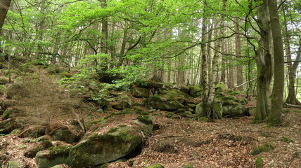 Wanderung im Wald - Harz - Brocken