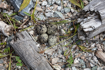 Killdeer nest and eggs