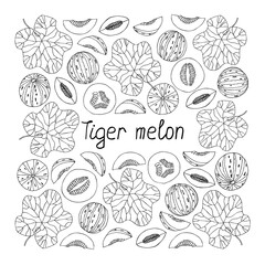 Tiger melon lettering. Hand drawn poster. Coloring page. Stock vector illustration.