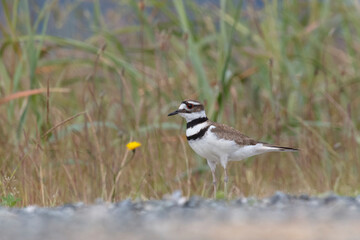 Killdeer plover bird
